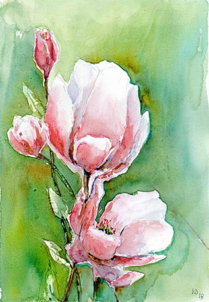 magnolia.jpg